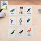 Kid holding laminated bird flashcard showing a kingfisher with clear text
