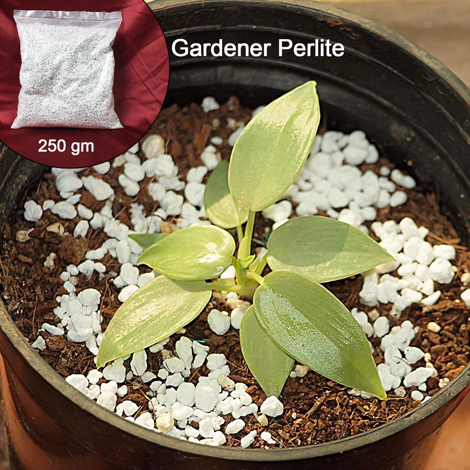 Indo Glow Perlite enhancing soil aeration in a garden setup.