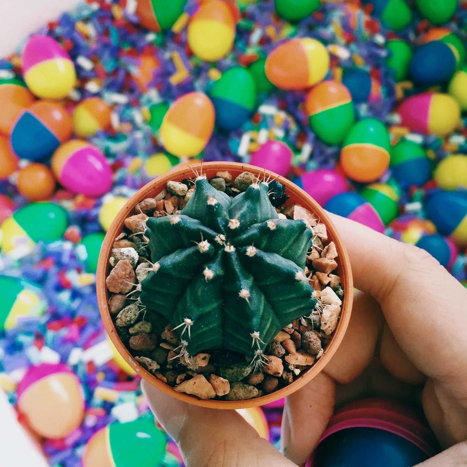 Colorful decorative pebbles ideal for vase and terrarium decoration.