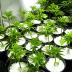 Indo Glow Perlite Soil Conditioner 250 GM for hydroponics and horticulture.