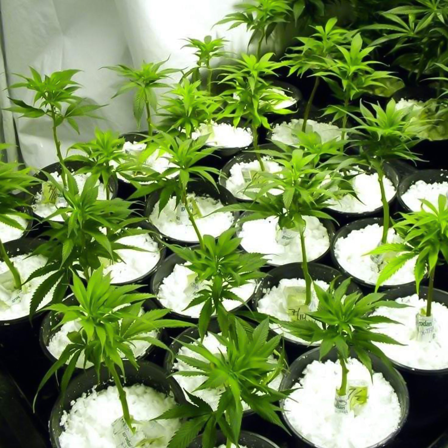 Indo Glow Perlite Soil Conditioner 250 GM for hydroponics and horticulture.