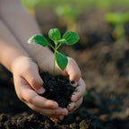 Close-up of rich black soil vermicompost, perfect for nourishing potted plants.