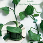 Self-adhesive plant climbing clips blending with green vines on a wall.