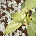 Close-up view of Indo Glow Perlite soil amendment granules.