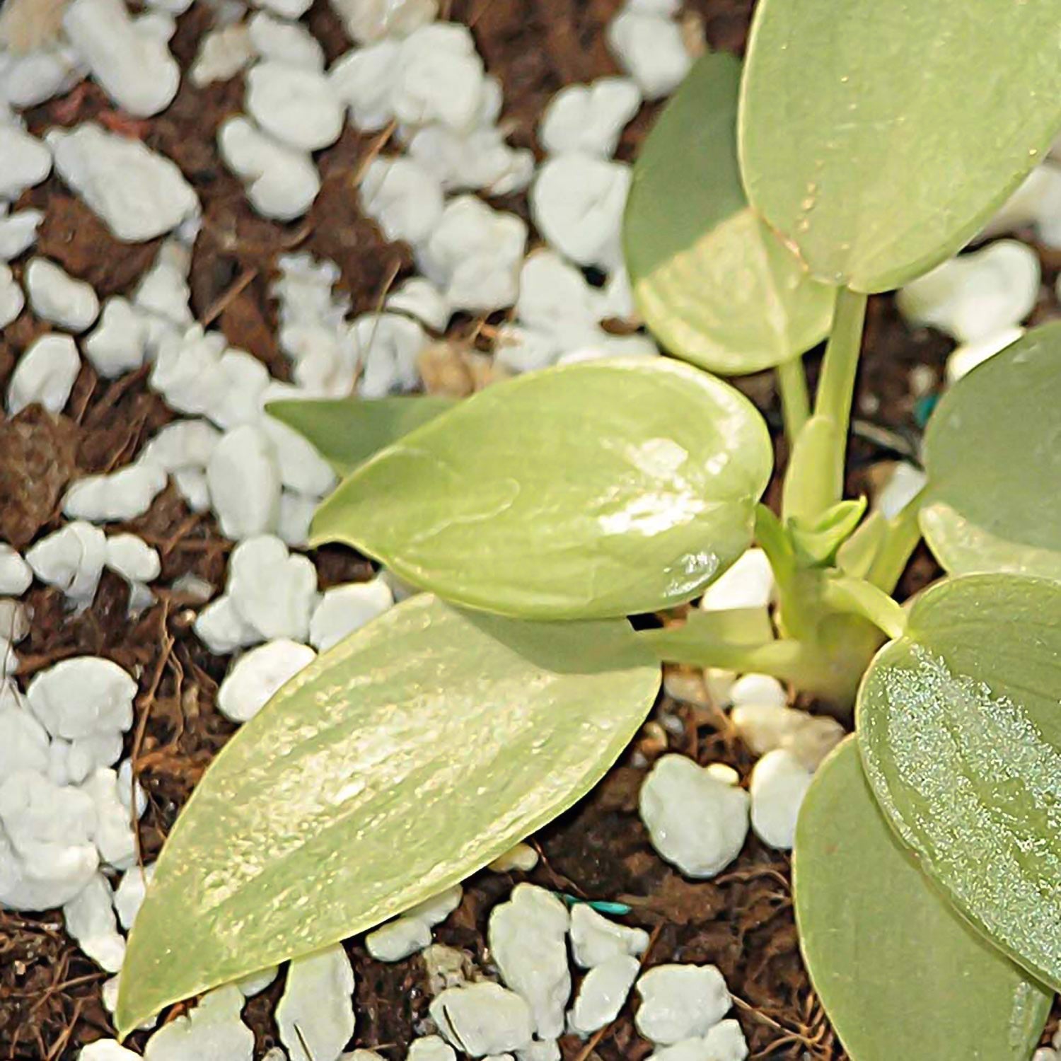 Close-up view of Indo Glow Perlite soil amendment granules.