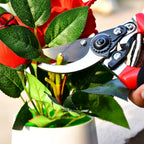 Gardener using red garden shears to prune a shrub.