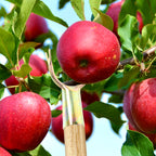 Close-up of fruit plucker tool head suitable for home gardening and orchard use