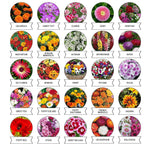 20-in-1 flower seed variety pack for diverse garden plantings