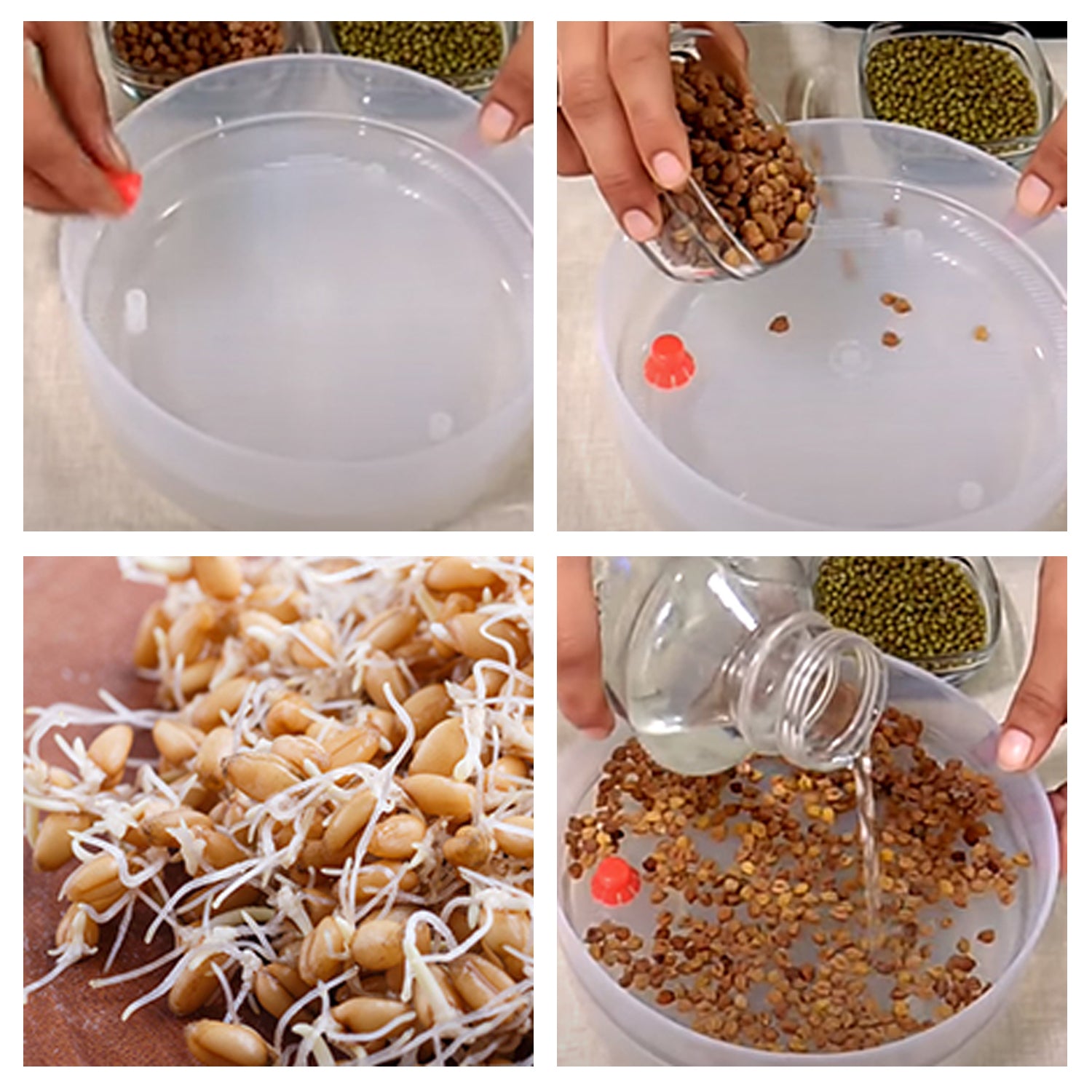 Top-down view of the Tidy Table sprout maker, showcasing the four individual sprouting sections.