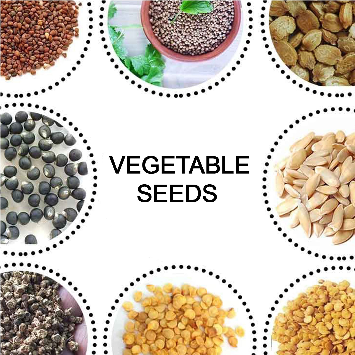 Mixed vegetable seed pack suitable for growing fresh veggies at home