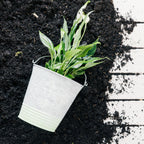 Vermicompost organic fertilizer powder, shown enhancing plant vitality in a garden.