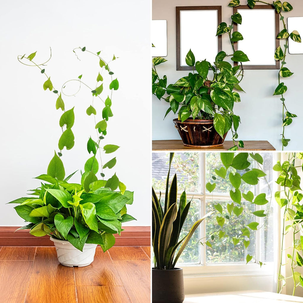 A cluster of lush green leaves with a subtle plant climbing clip providing support.