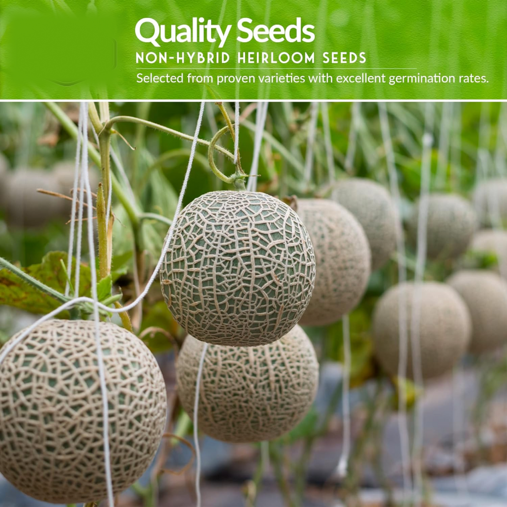 Close-up of assorted fruit seeds from the combo pack