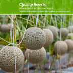 Close-up of assorted fruit seeds from the combo pack