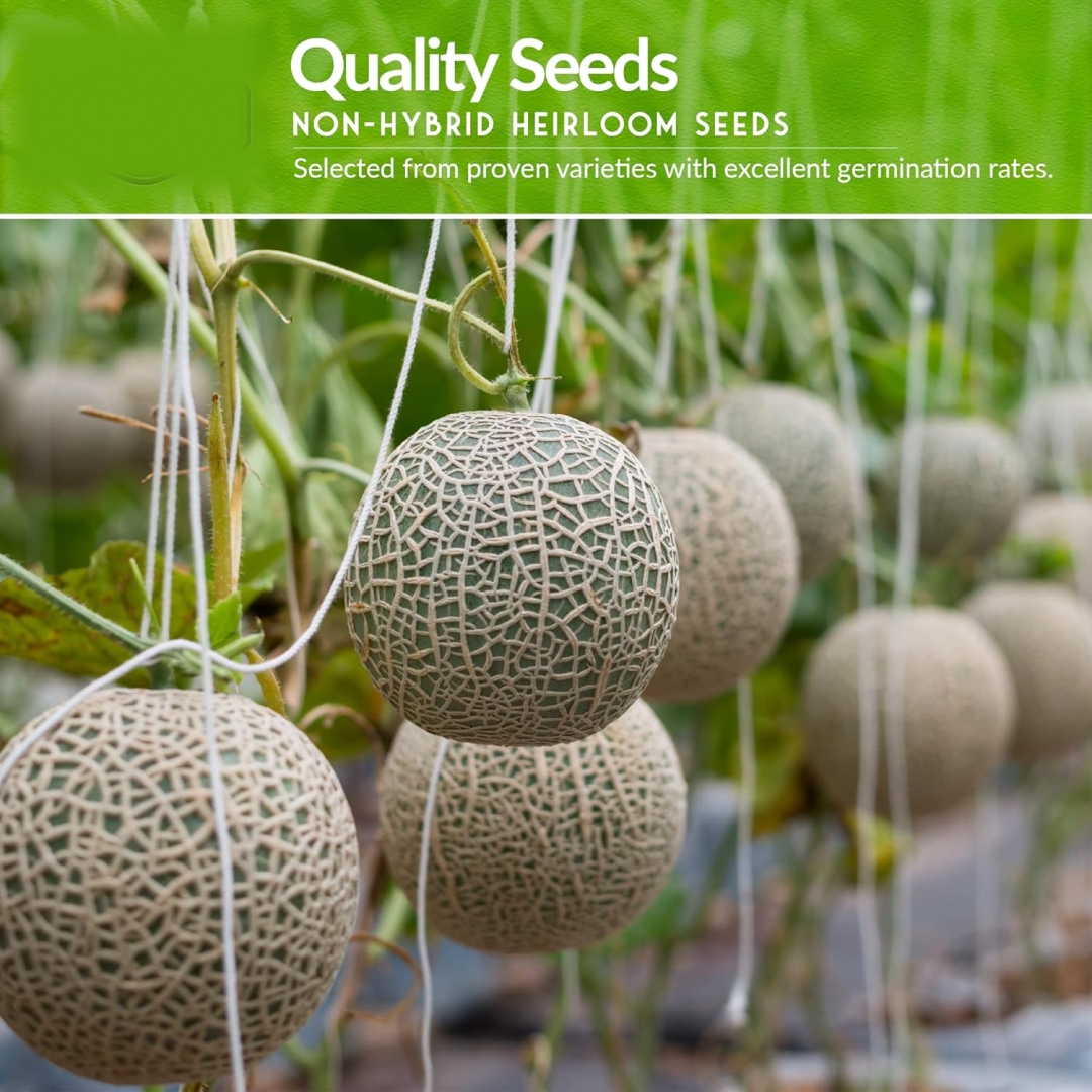 Close-up of assorted fruit seeds from the combo pack