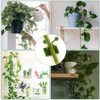 Self-adhesive money plant support clip from Indo Glow