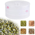 White 3 compartment sprout maker with mung beans inside, ready for sprouting.