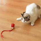 USB rechargeable interactive cat toy ball glowing LED lights in action