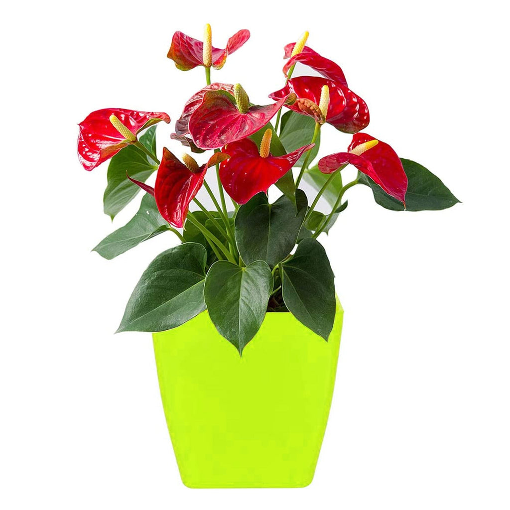 Durable plastic square flower pots with drainage holes for healthy plants.