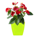 Durable plastic square flower pots with drainage holes for healthy plants.