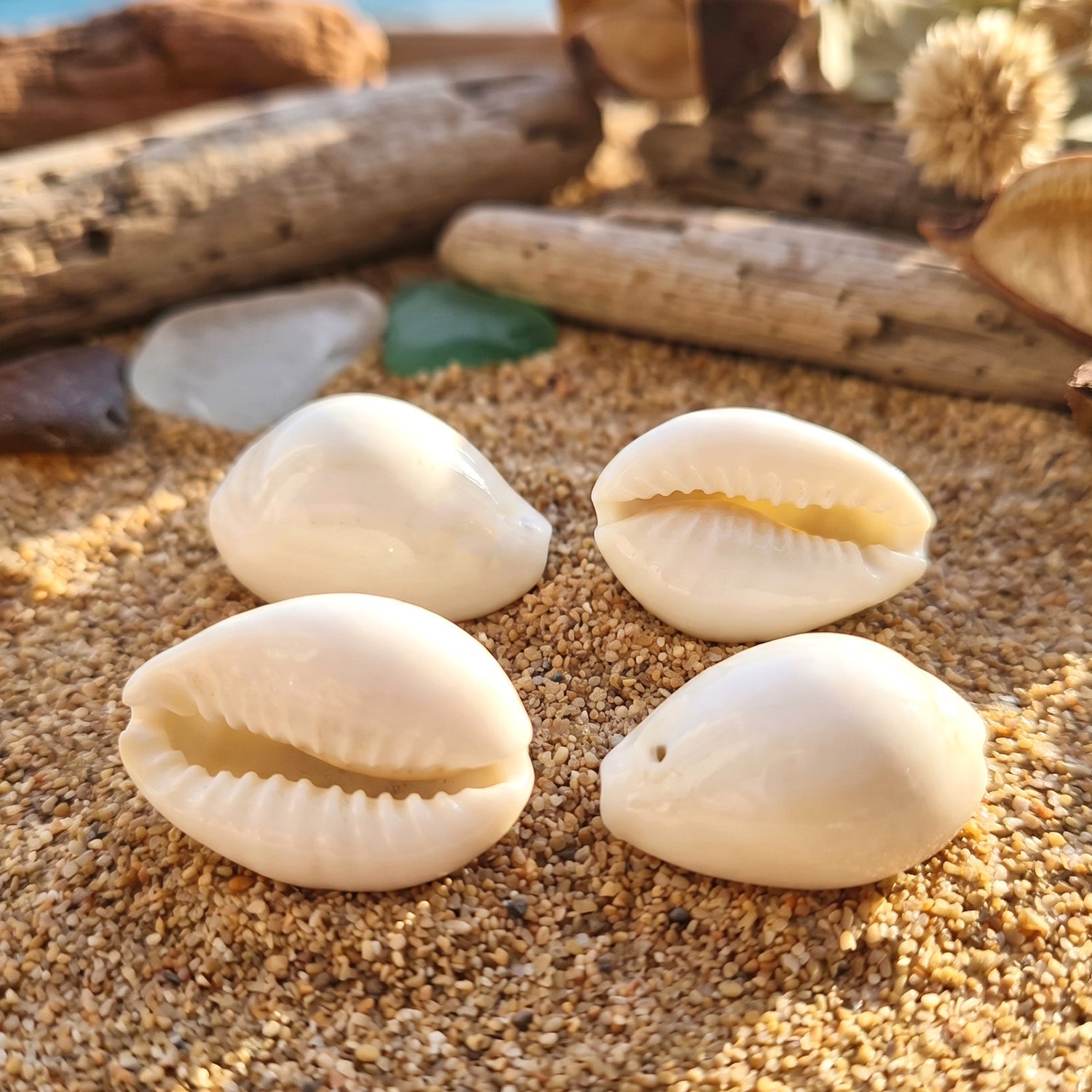 Traditional cowrie shells for spiritual and home decor