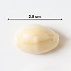 traditional kaudi shells for worship