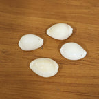 Natural sea shells ideal for pooja and festival decoration