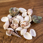 Top-down view of assorted natural decorative seashells for home styling