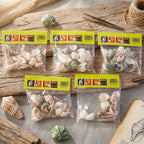 Natural marine seashells in various sizes and colours for crafts