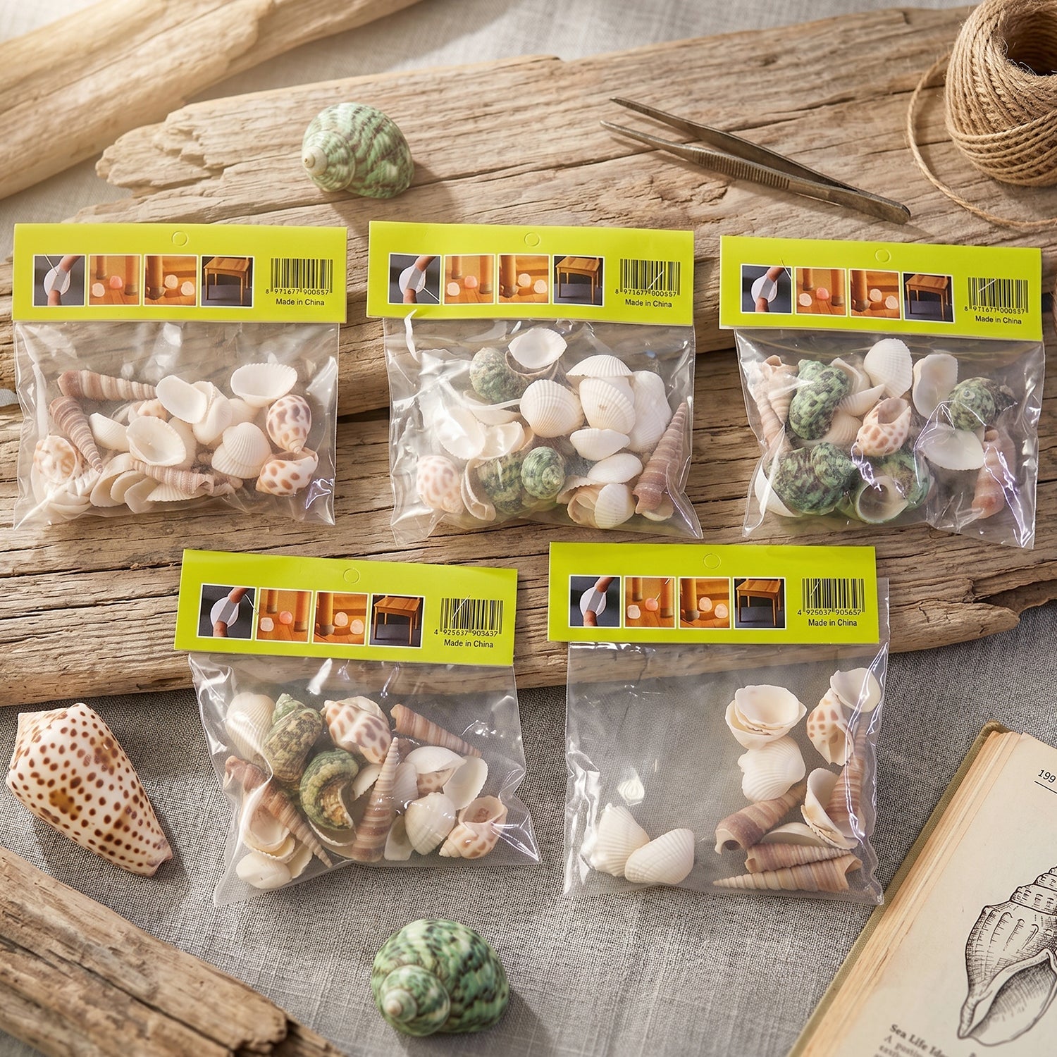 Natural marine seashells in various sizes and colours for crafts