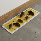 Glue trap sheets for rodent control